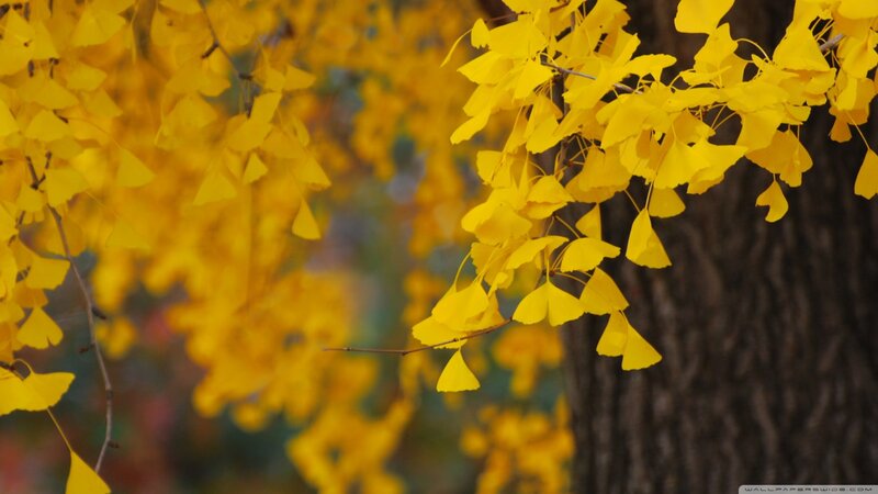 Ginkgo Tree Leaves