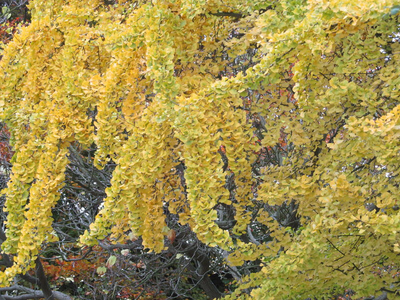 Ginkgo Tree with Yellow Leaves — Calm