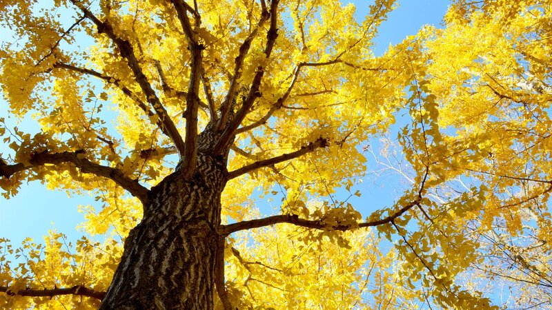 Ginkgo Tree with Yellow Leaves — Serene, Autumn, Photograph, Sky