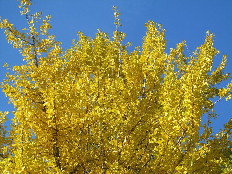 Ginkgo Tree with Yellow Leaves — Serene, Autumn, Photograph