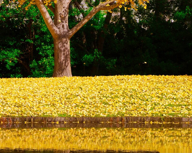 Ginkgo Tree with Yellow Leaves — Serene, Autumn