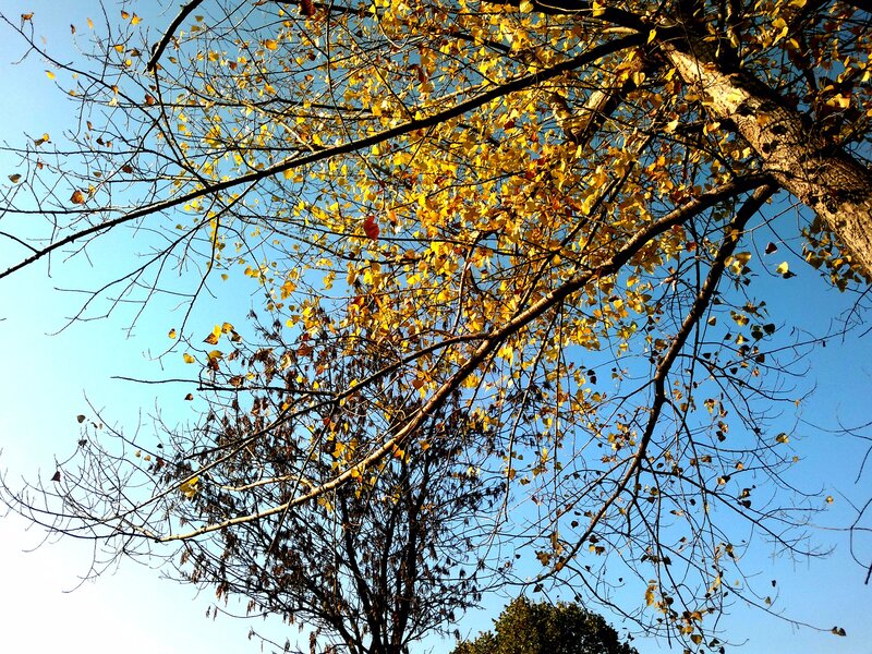 Ginkgo Tree with Yellow Leaves — Serene