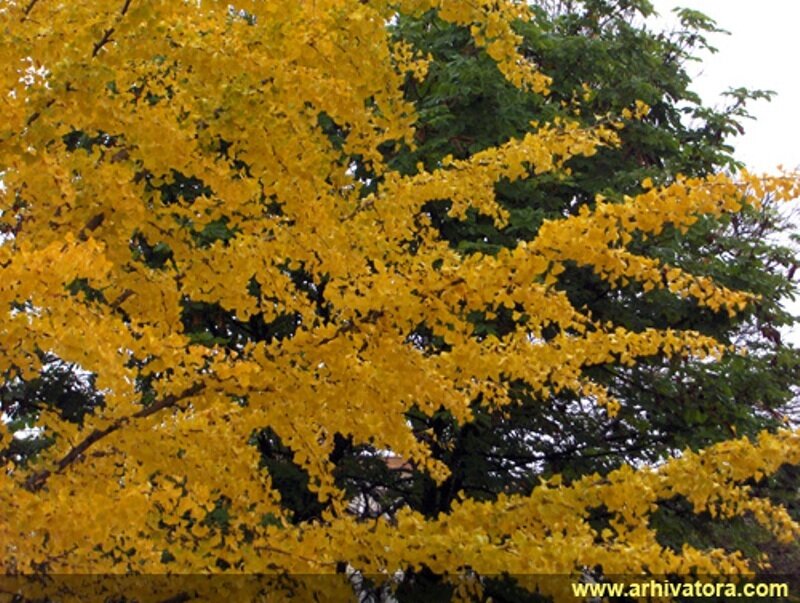 Ginkgo Tree with Yellow Leaves