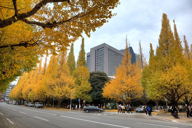Ginkgo Trees in Autumn — Yellow, Calm