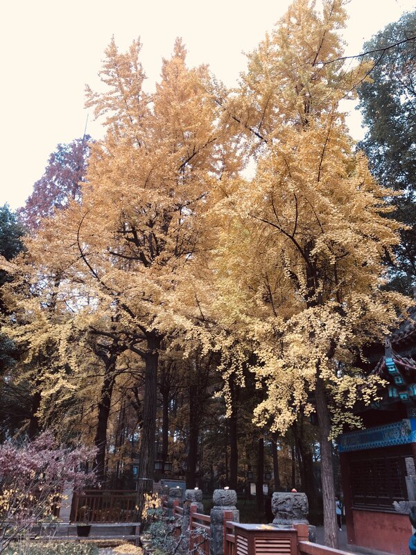 Ginkgo Trees in Autumn — Yellow, Serene, Photograph, Building