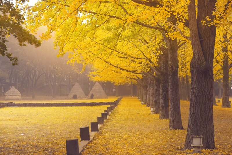Ginkgo Trees in Autumn — Yellow, Serene, Photograph, Fallen Leaves