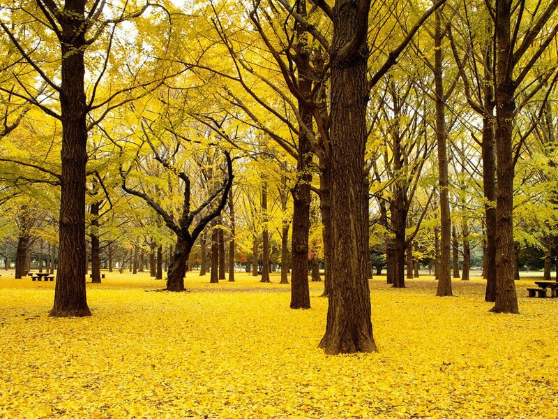 Ginkgo Trees in Autumn — Yellow, Serene, Photograph, Leaves