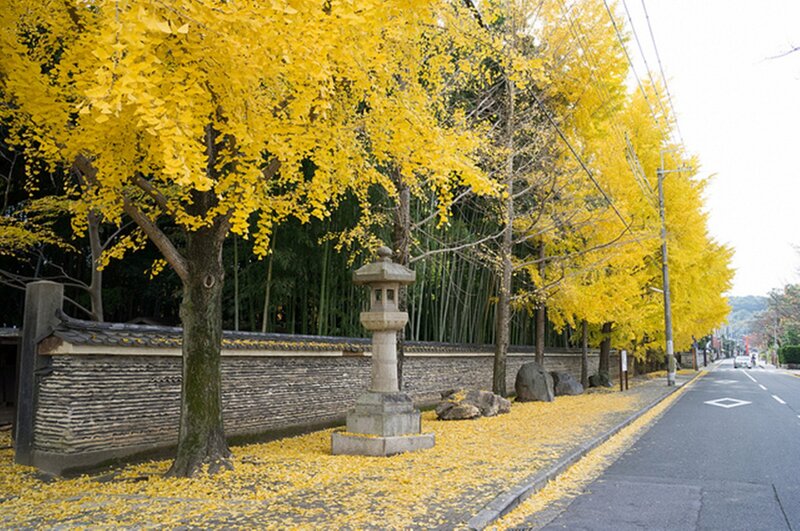 Ginkgo Trees in Autumn — Yellow, Serene, Photograph, Stone Lantern