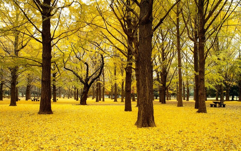 Ginkgo Trees in Autumn — Yellow, Serene