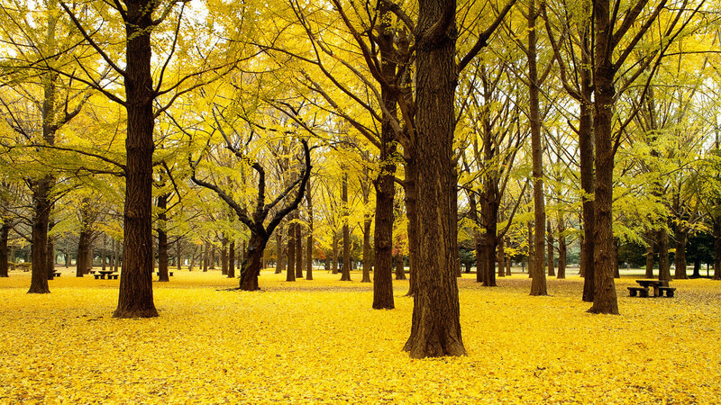 Ginkgo Trees in Autumn — Yellow