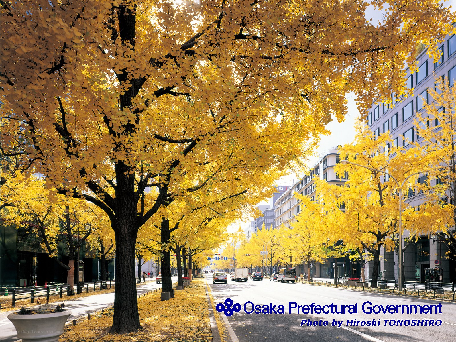 Ginkgo trees in autumn