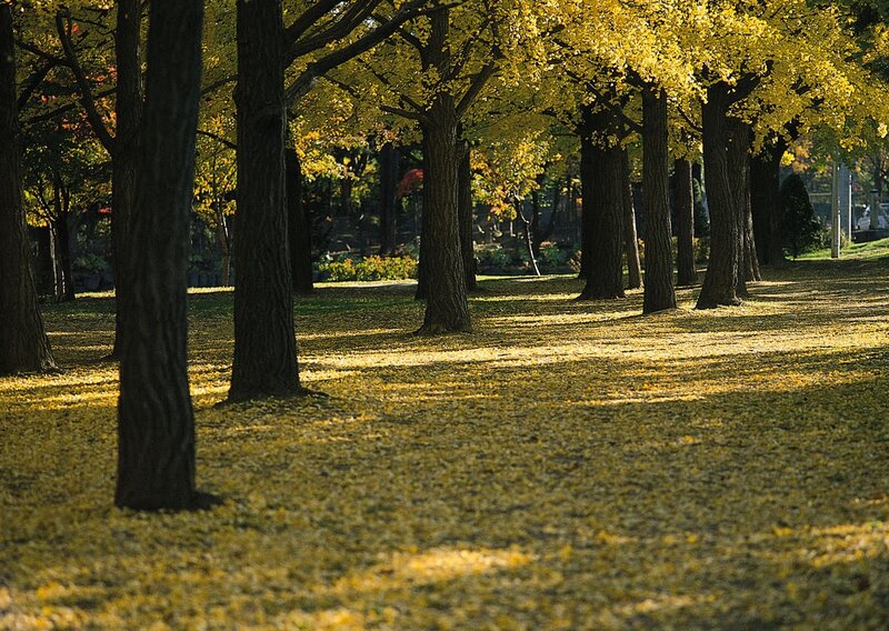 Ginkgo Trees in Park