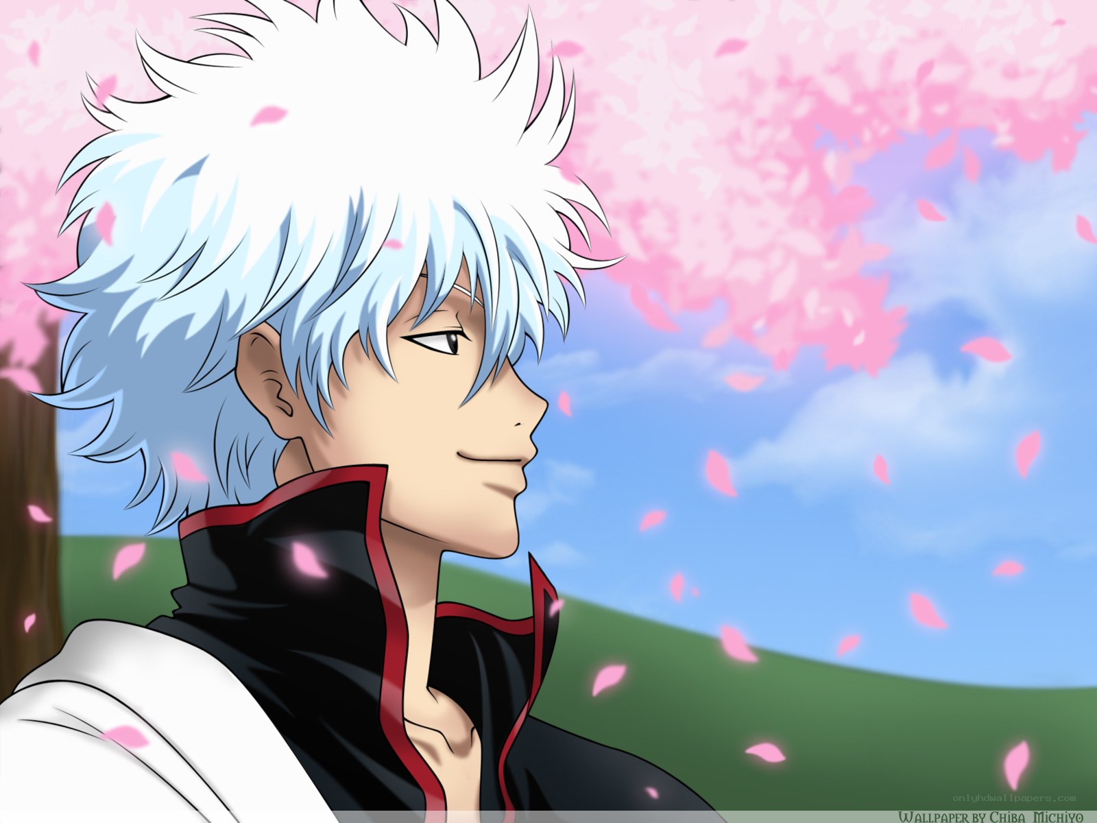Gintoki Sakata in cherry blossoms