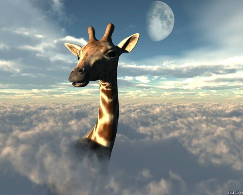 giraffe above the clouds