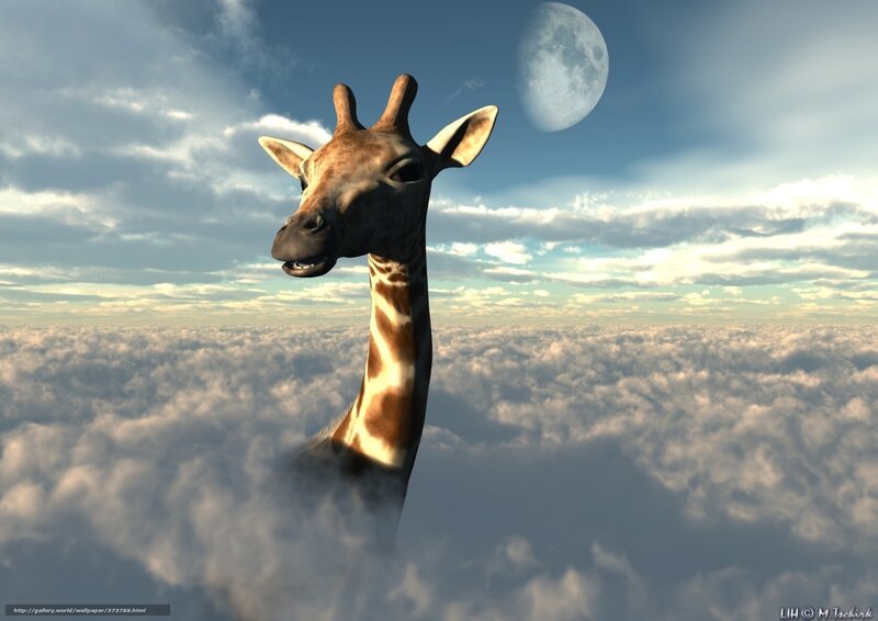 giraffe above the clouds