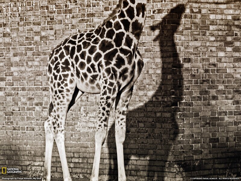 Giraffe against a brick wall