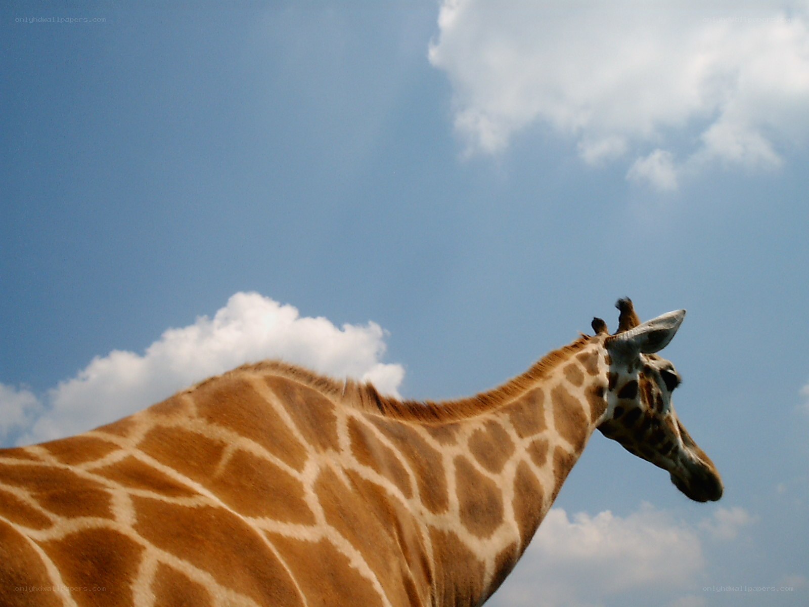giraffe against blue sky