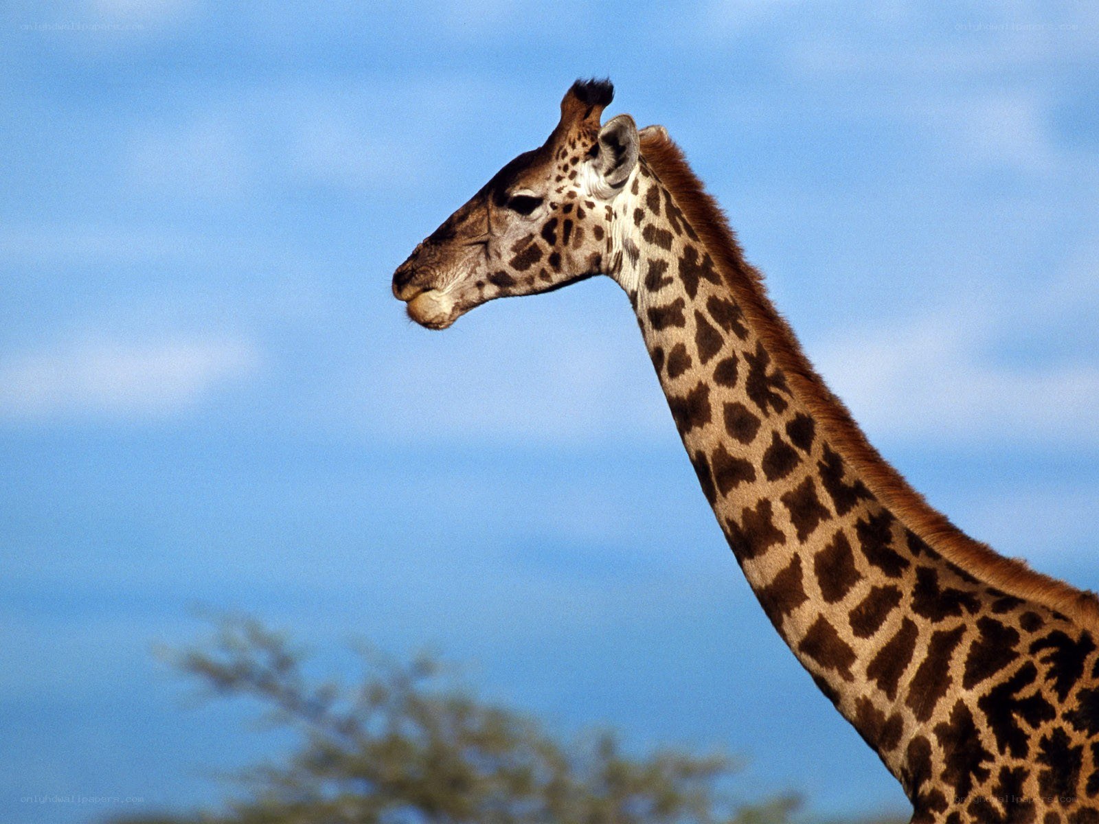 giraffe against blue sky