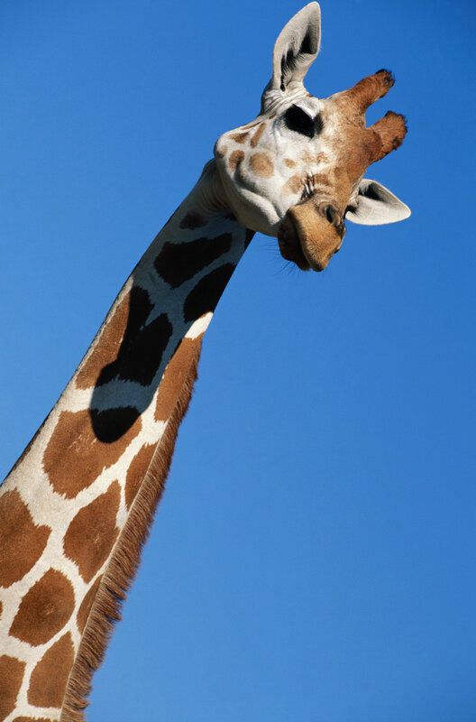 Giraffe against blue sky
