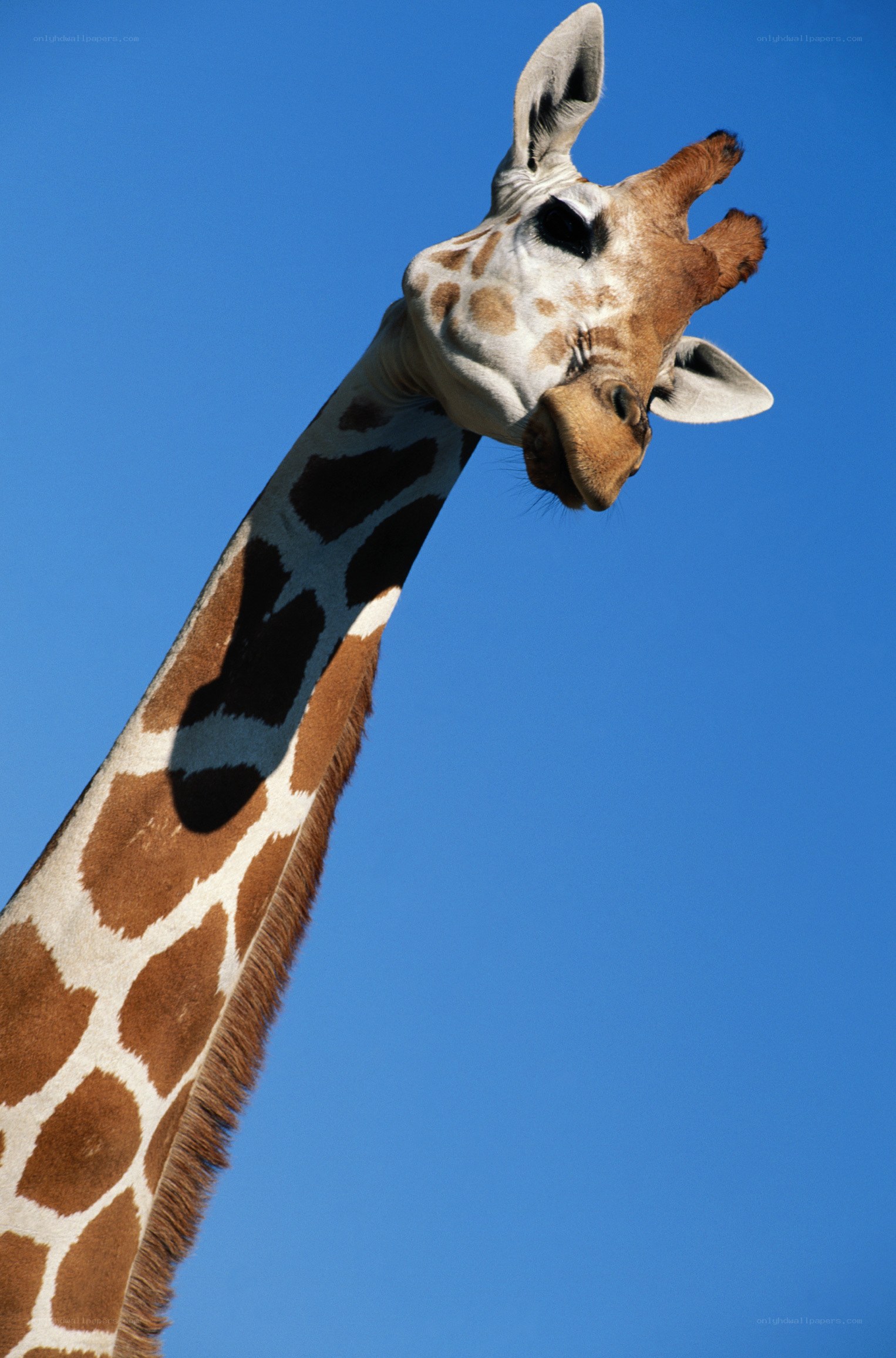 Giraffe against blue sky