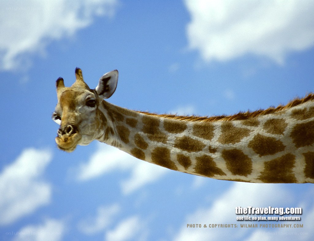 Giraffe against blue sky