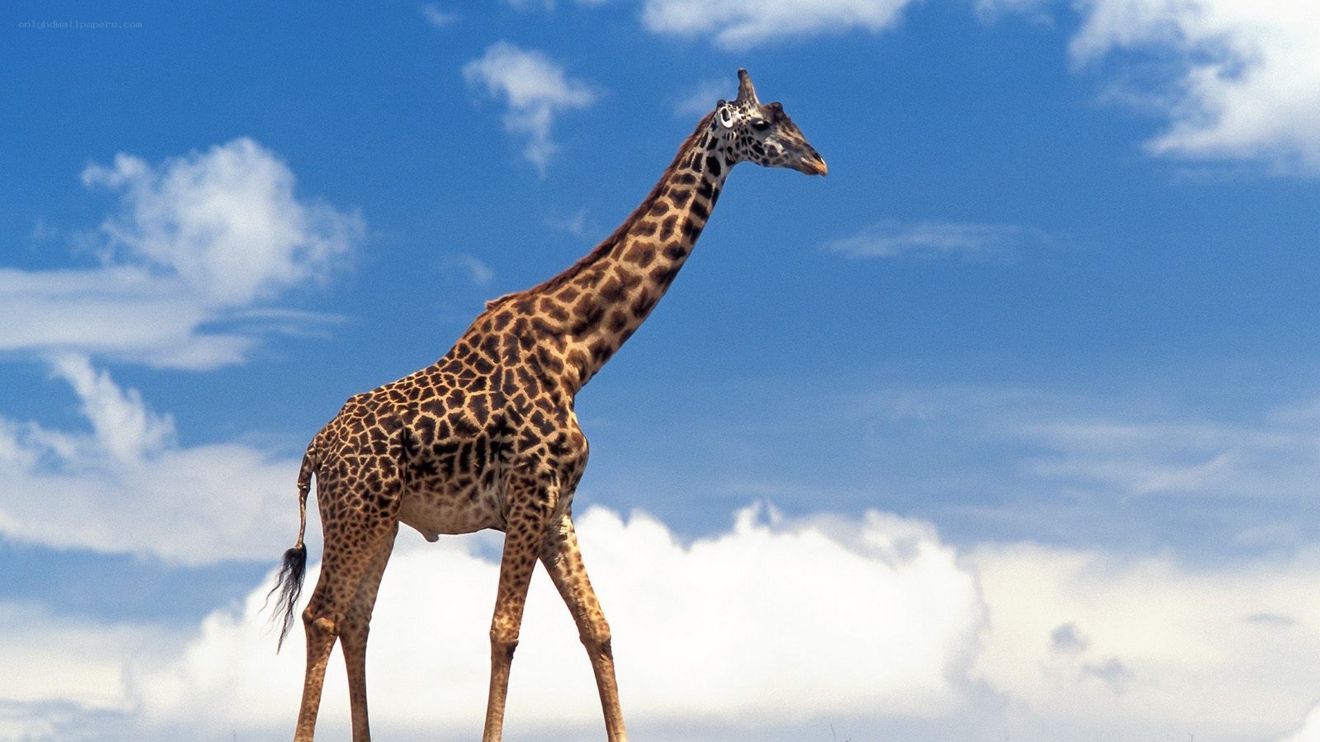 Giraffe against blue sky