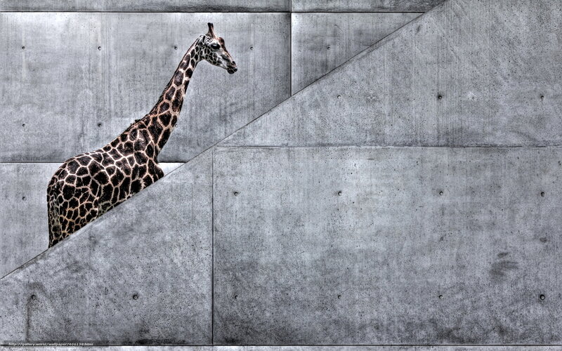 giraffe against concrete wall