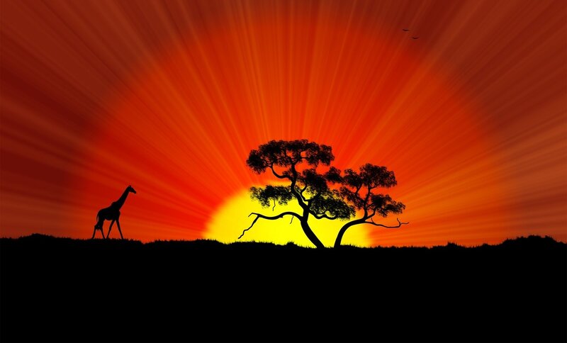 Giraffe and Acacia Tree