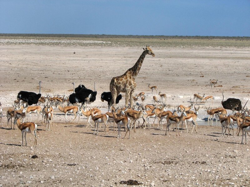 Giraffe and antelopes at a waterhole