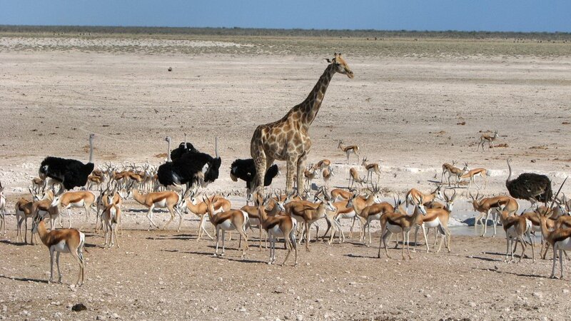 Giraffe and antelopes at watering hole