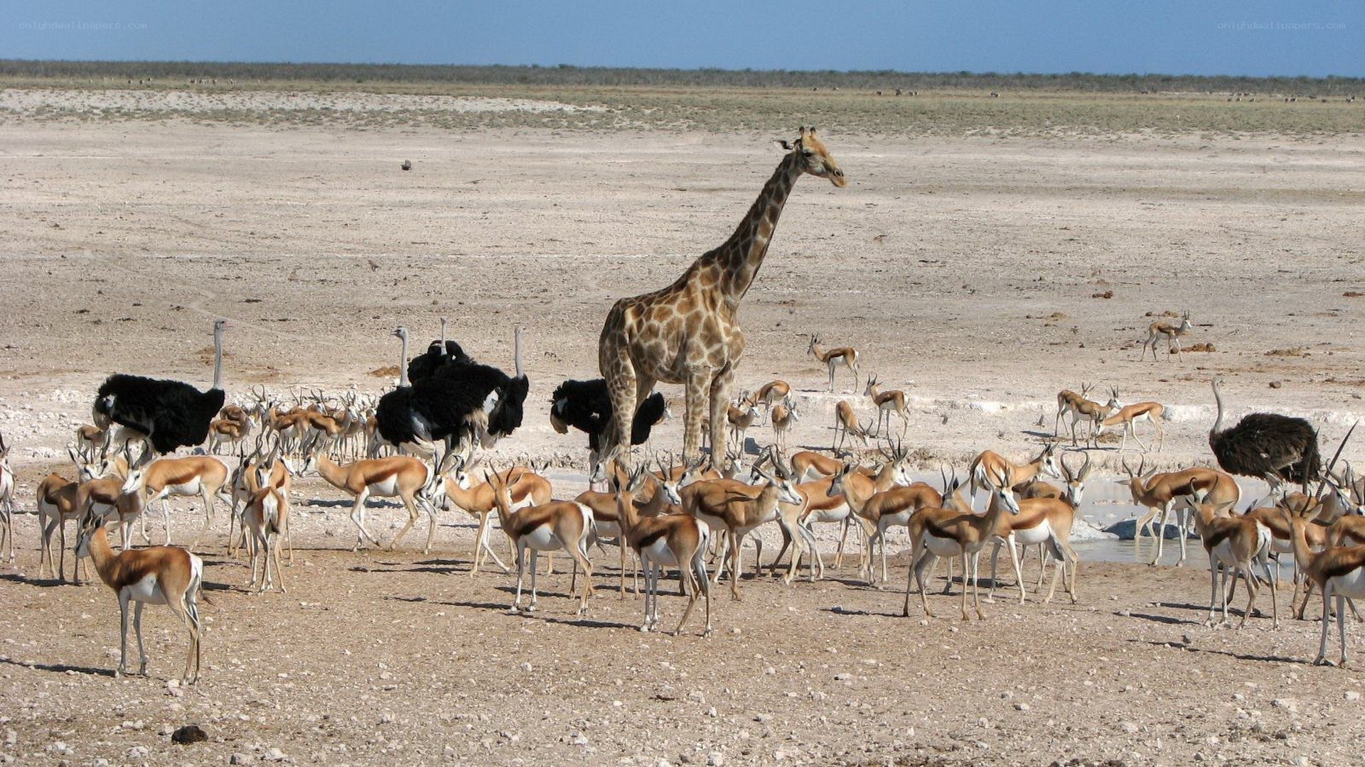 Giraffe and antelopes at watering hole