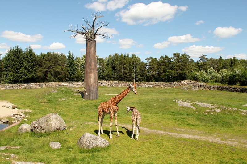 Giraffe and Calf — Green