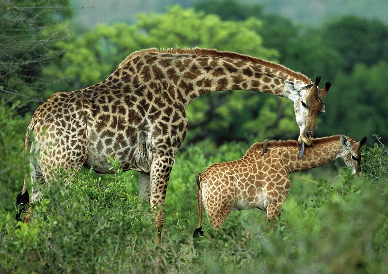 Giraffe and Calf
