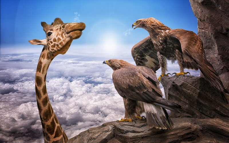 Giraffe and Eagles