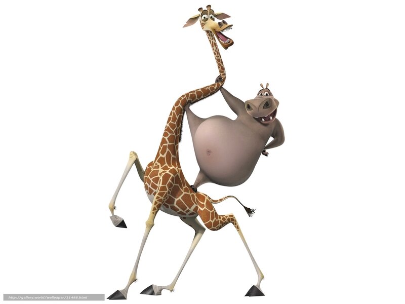 Giraffe and hippo dancing