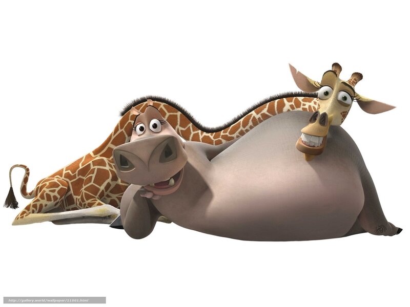 Giraffe and hippo friends