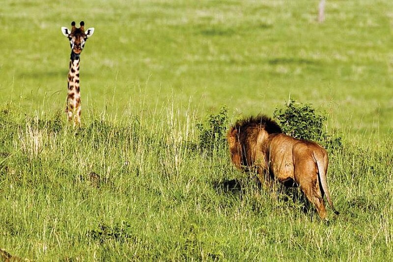 Giraffe and Lion in Grass
