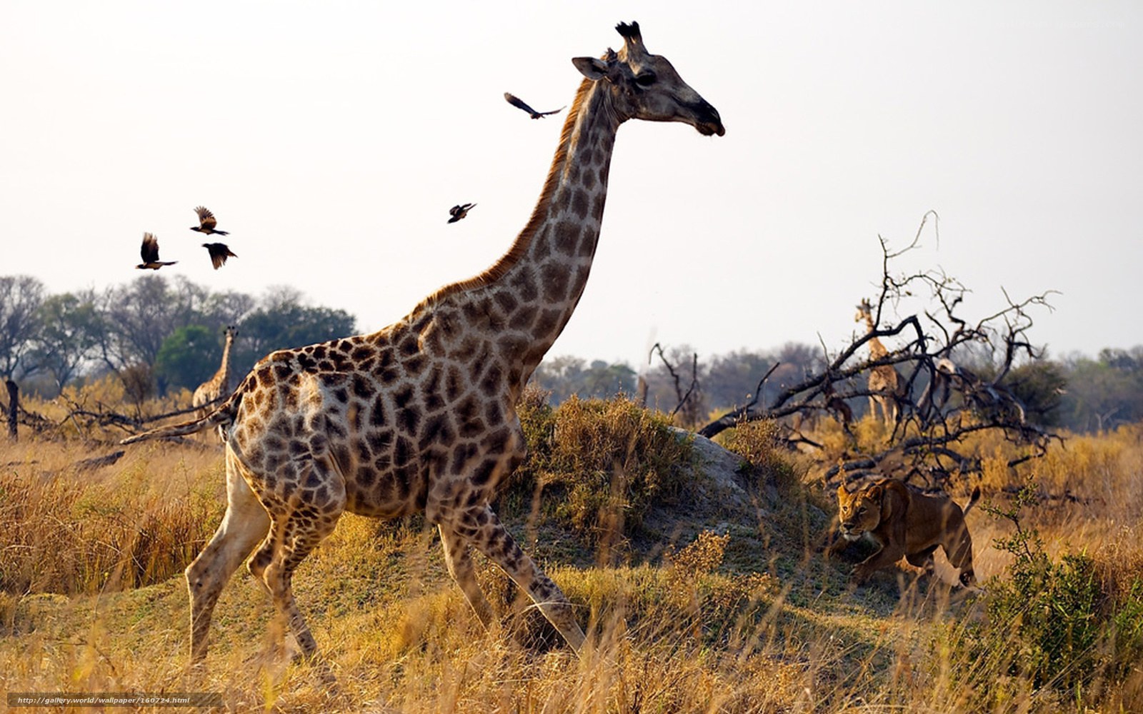 Giraffe and lion in savanna