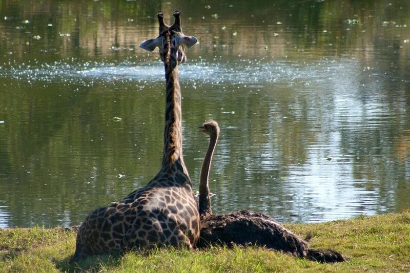 Giraffe and ostrich by the water