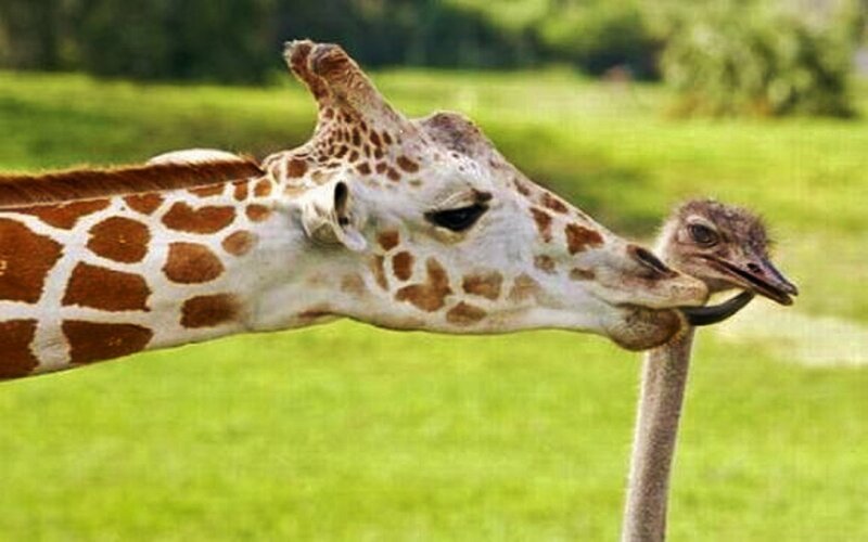 Giraffe and Ostrich — Green, Calm