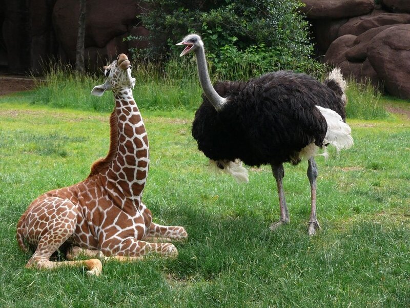 Giraffe and Ostrich — Green