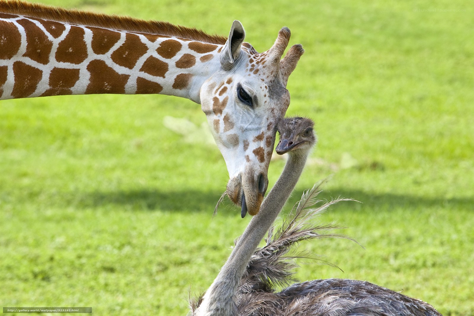 giraffe and ostrich interaction