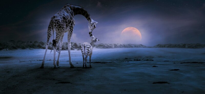 Giraffe and Zebra — Blue, Serene