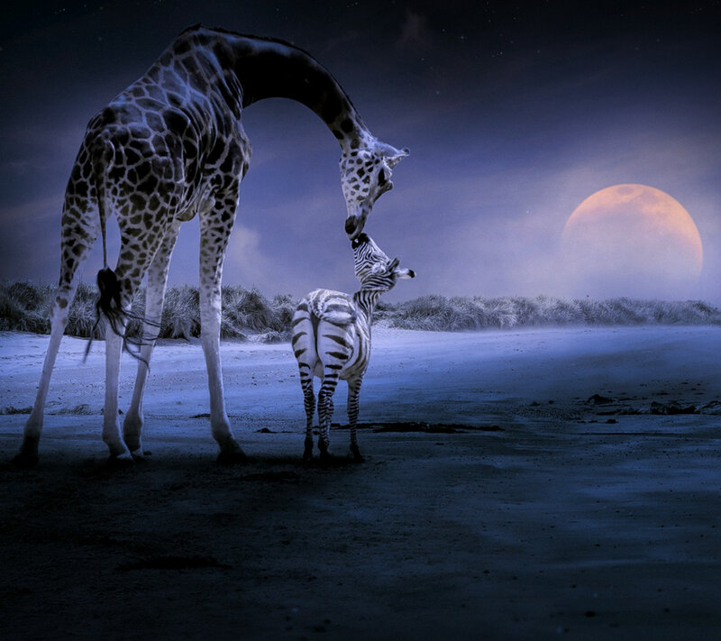 Giraffe and Zebra — Blue