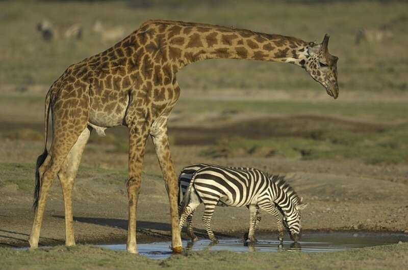 Giraffe and Zebra — Brown