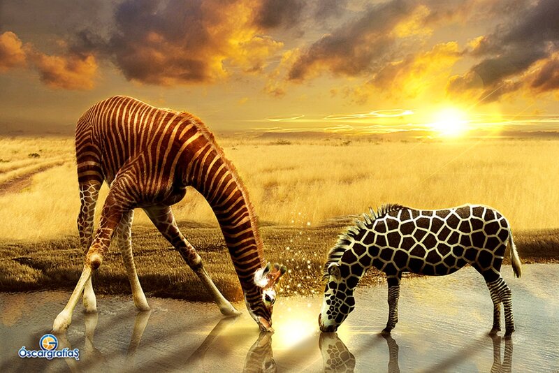 Giraffe and Zebra Drinking