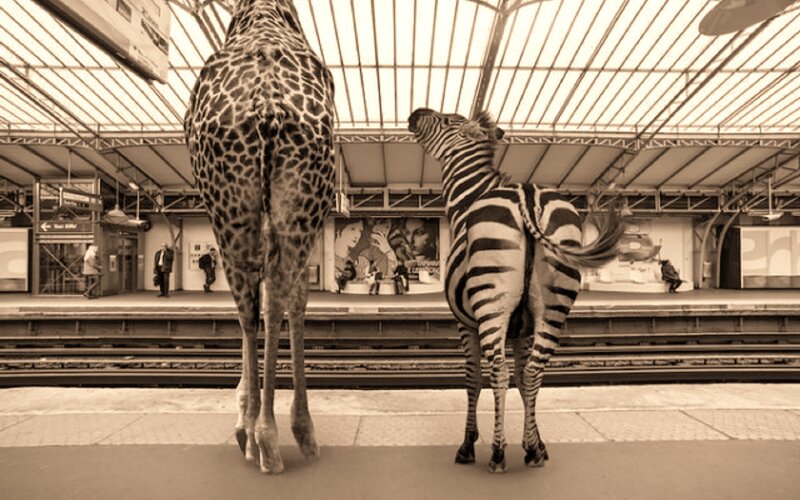 Giraffe and Zebra — Sepia