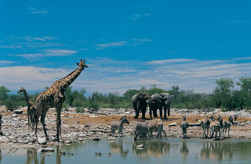 Giraffe and Zebras at Waterhole
