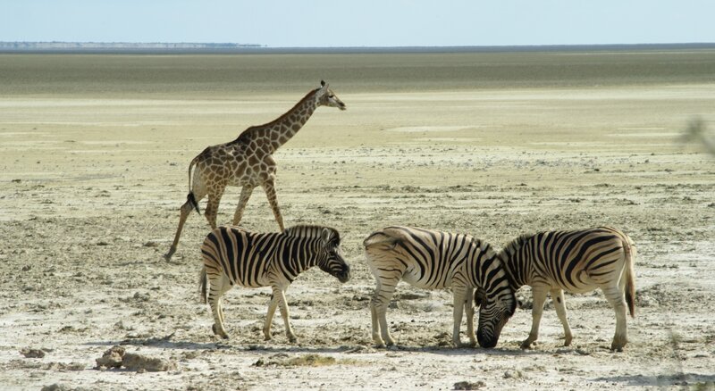 Giraffe and Zebras — Brown