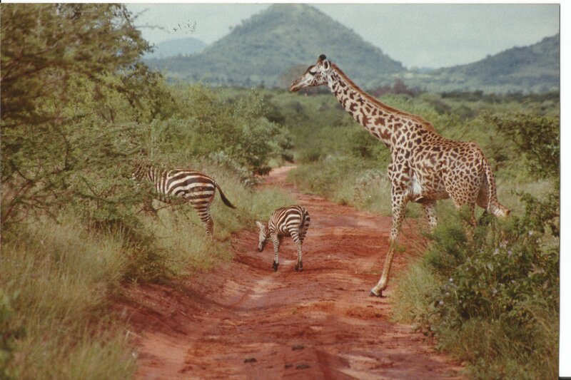 Giraffe and Zebras — Green
